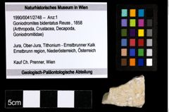 Foto (Objekt + Etiketten) von Goniodromites bidentatus (Reuss, 1858) 